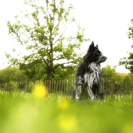 Haus Gruen Appartement *