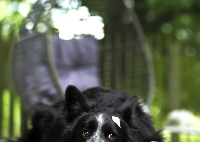 Haus Grün Apartment