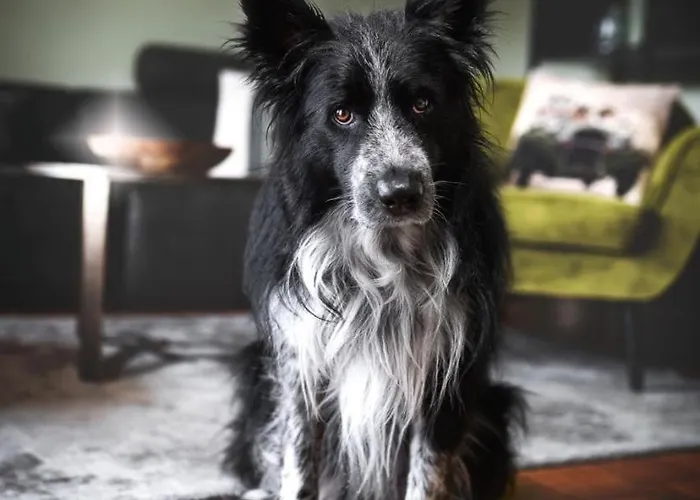 Apartment Haus Grün Niederstetten