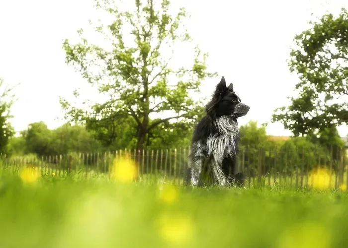 Haus Grün Apartment *